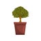 Portulacaria indoor house bonsai tree in brown pot, element for decoration home interior vector Illustration on a white