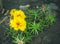 Portulace grandiflora yellow flower nature background plant.