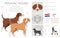 Posavac Hound clipart. All coat colors set.  All dog breeds characteristics infographic