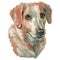 The posavac hound watercolor hand painted dog portrait