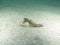 Pose fifth Beautiful sea horse on white sand