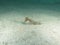 Pose thirth Beautiful sea horse on white sand
