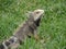 Posed Iguana In Thick Long Grass in Aruba