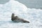 Poser Sea Lion Laying on Iceberg North Pacific Ocean