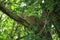 Poses of the leopard resting on a tree in Huai Kha Khaeng Wildlife Sanctuary, Uthai Thani