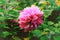 Posh motley pink dahlia close up in the garden selective focus