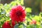 Posh motley red dahlia close up in the garden selective focus