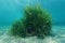 Posidonia oceanica Neptune grass underwater sea