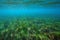 Posidonia oceanica seagrass underwater