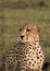 Posing cheetah