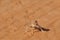 Posing Desert Lizard