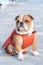 Posing English bulldog outdoor