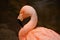 Posing Pink Flamingo