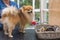 Posing Pomeranian German Spitz dog
