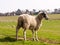 Posing Pregnant Sheep in a farm field