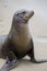 Posing Seal