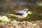 Posing wagtail.