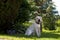 Posing yellow Labrador retriever in garden