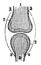 Position of the Bone Cartilage and Synovial Membranes, vintage illustration