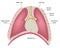 Position of the mediastinum