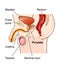Position of the prostate gland