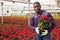 Positive afro-american male florist working with poinsettia plants in hothouse