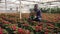 Positive afro-american male florist working with poinsettia plants in hothouse