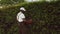 Positive afroamerican gargener cutting hedge.