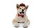 Positive Akita Inu curiously looking away, smiling and panting