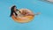 Positive attractive tanning curly female in swimsuit resting in hotel pool, young Hispanic girl swims on inflatable