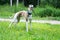 A positive dog in a park on nature in a summer sunny day. runs and plays with a tree branch.