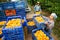 Positive female farmer puts boxes of ripe peaches