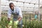 Positive male florist in apron working with carnations plants in hothouse