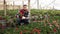 Positive male florist working with geranium plants in hothouse indoors