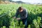 Positive man checking seedlings of fava beans