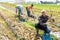 Positive man farmer harvesting onion on field