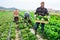 Positive man plantation worker with crate full of lettuce