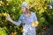 Positive skillful middle-aged woman farmer in plaid shirt harvesting fresh mandarins in orchard on sunny day