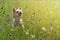 Positive small York playing on green grass. Yorkshire Terrier dog stands on field in summer