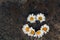 Positive smiley made of white daisies on a background of dark stone texture