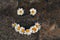 Positive smiley made of white daisies on a background of dark stone texture