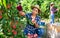 Positive woman engaged in gardening, picking fresh peaches in orchard