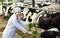 Positive woman feeding cows with grass at cowhouse