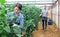 Positive woman harvesting fresh eggplants in greenhouse