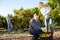 Positive workers picking mandarins in boxes on farm