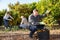 Positive workers picking mandarins in boxes on farm