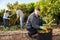 Positive workers picking mandarins in boxes on farm