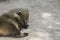 Possum basking in the sun at the zoo. Taigan park. Crimea