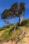 Possum damage to a tree in the Bay of Islands, New Zealand