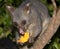 Possum holding a piece of mango